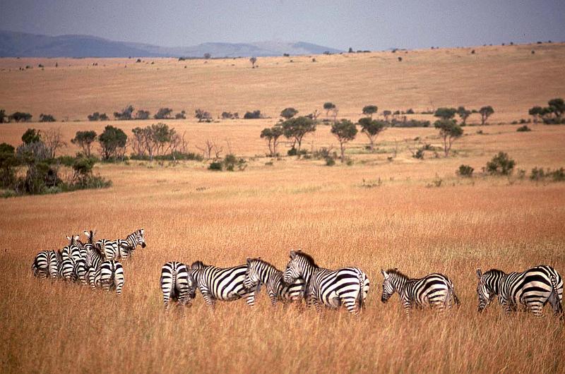 WT 1400 194-19 Kenya.jpg